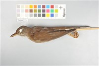 藏品(白腹鶇)的圖片